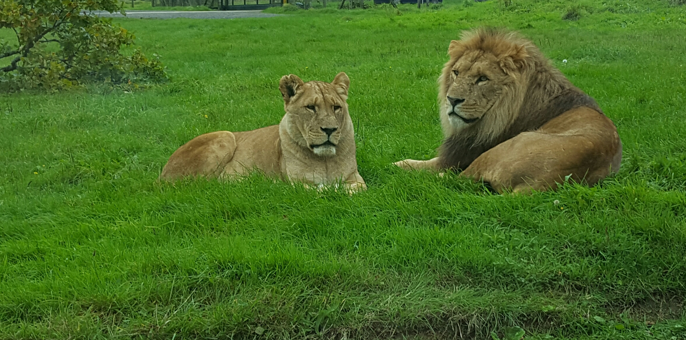 longleat lions