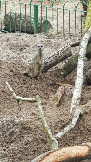 longleat meerkat